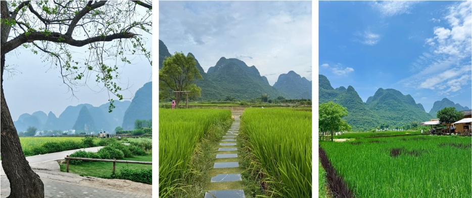 A collage of three scenic views from the Ten-Mile Gallery in Yangshuo, China. Left: A paved country road framed by a large tree and yellow flower fields. Center: A stone stepping-stone path cutting through a lush green rice paddy towards karst mountains. Right: A vibrant rural landscape with green fields and a roadside cafe under a blue sky.