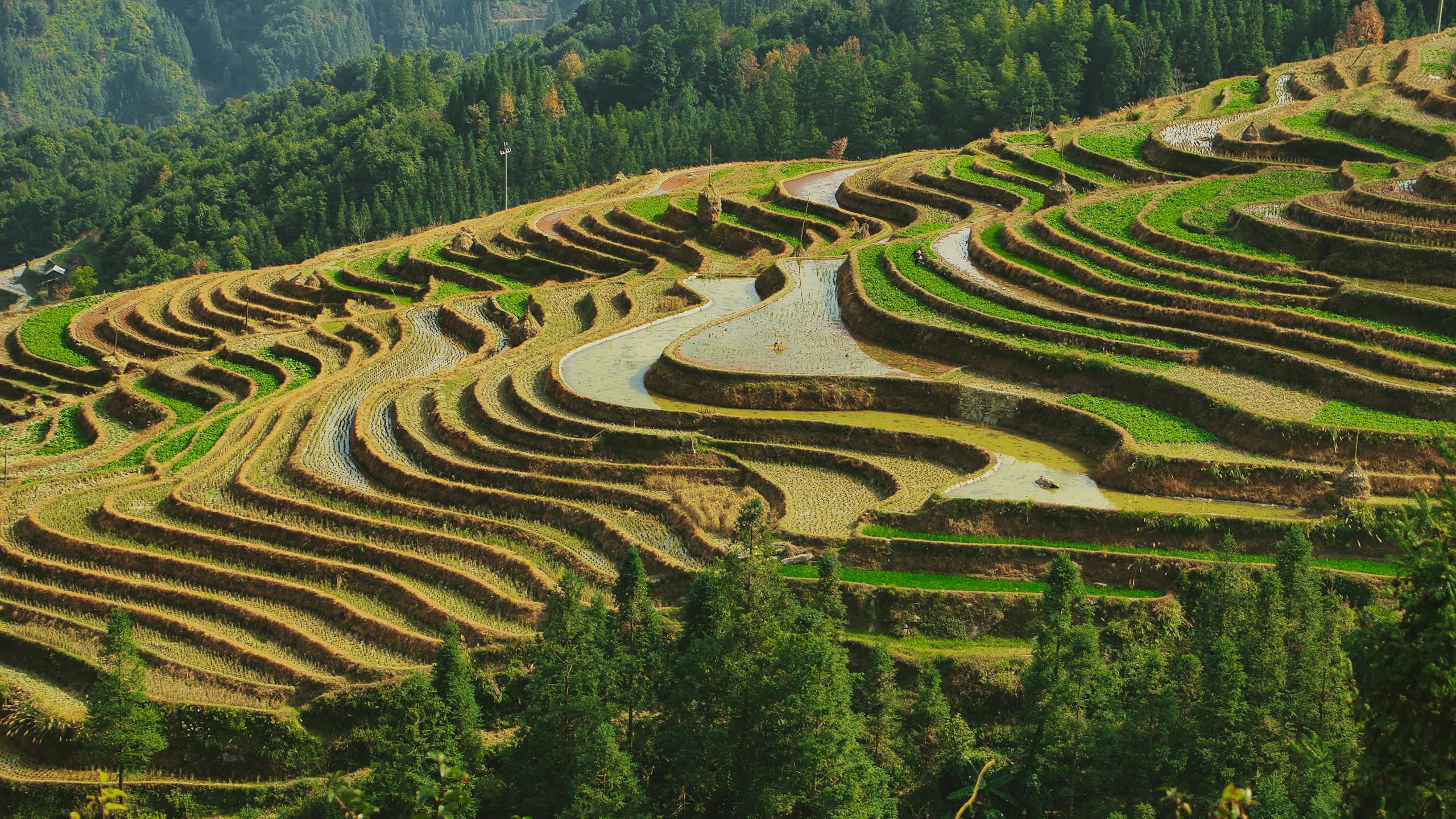 Longji Rice Terraces aerial view